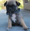 Black And Fawn AKc Pugs