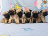 Registered Pug Puppies For Sale(xxxxxxxxxx)