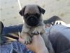 Beautiful and Amazing Pug puppies for Re homing