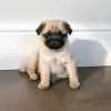 cute pug puppy for sale