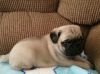 Amazing Pug puppy looking new home