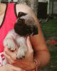 Beautiful Kc Fawn Pugs Puppies