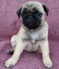 Four Adorable and Playful Pug Puppies