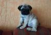 Top Healthy Pug puppies available For sale.