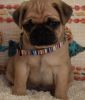 AKC registered Pug puppies
