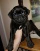 Beautiful Pug puppies Fawn and black
