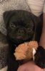 Black male pug puppy for sale!