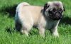 adorable AKC registered Pug puppies