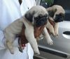 Pug puppy available pet lovers contact me both male and female 9940192