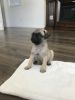 Baby female pug for sale