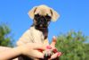 Female Pug Puppy for Sale