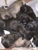 For sale pug puppies