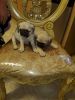Beautiful 7 week old pugs for sale pure breed