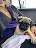 12 week pug puppy for sale