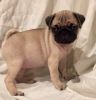House Raised Pug Puppies For Sale.
