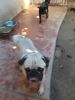Pug dogs for sale