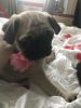 Willow fawn female pug