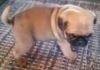 Healthy AKC Puppies of Pug Available for Sale