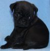Adorable M/F Fawn/Black Pug Puppies for new homes
