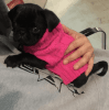Pug Puppies available for new homes