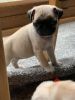 Kc.. Council Licensed Home Breeder Of Pugs puppies