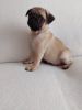 Adorable Pug Puppies For Sale!!!!