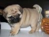 3 months old pug female pug puppy readily available go
