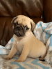 Pug puppy for sale near me