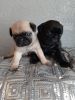 Last Female Pug Puppy Available