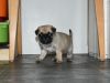 aKc Beautiful Pug Puppy, Pde/nme Clear Parents