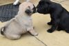Beautiful Pug Puppy, Pde/nme Clear Parents