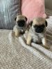 Gorgeous Pug Puppies For Adoption
