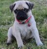 Akc Registered Five Gorgeous Pug Puppies