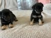 Cute AKc Registered Pug Puppies