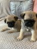 Adorable Homed Raised Pug Puppies For Adoption