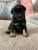 Beautiful Top Quality Puppies For Loving Homes