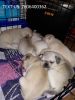 Homed Raised Pug Puppies For Adoption