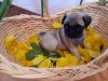 beautiful pug Puppies for rehoming