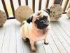 Two year old male pug