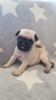 Lovely Pure breed Pug puppies For Sale