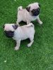 Cute Pug puppies Currently Available