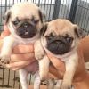 Adorable baby pug puppies for rehoming