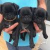 pugs(black and fawn)