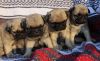 Adorable pug pups for sale