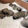 Adorable pug puppies available for rehoming
