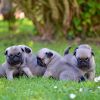 Pure breed pug puppies