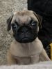 Pug Puppy ready for forever home