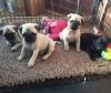 Cute pug Puppies for sale