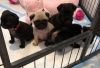 Health Tested Fawn Pug puppies