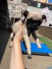 Pug Puppy in need of rehoming